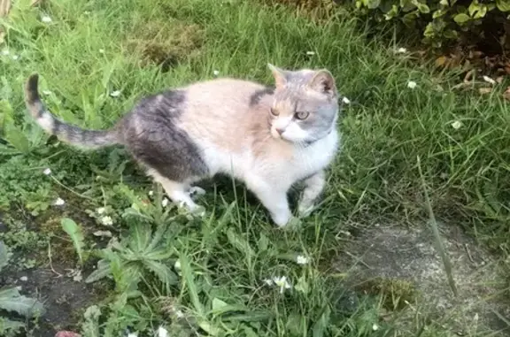 Chat perdu: blanc/gris, collier bleu - photo