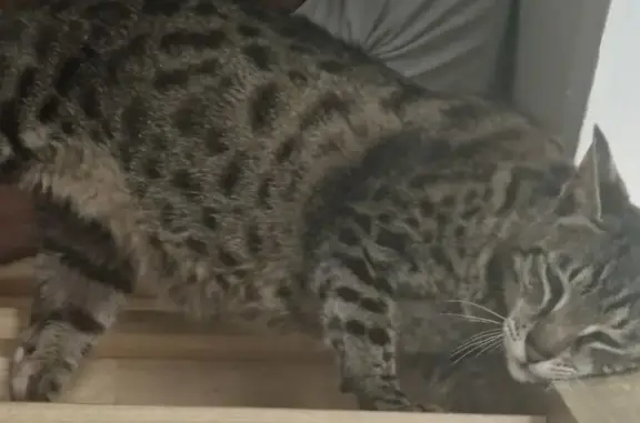 Animaux perdus Mâcon, photo: Chatte Princesse perdue à Charnay