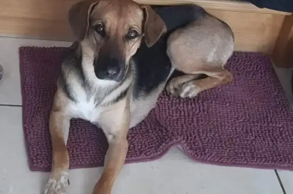 Chien perdu Espalion, photo : Chien perdu à Espalion - Timide