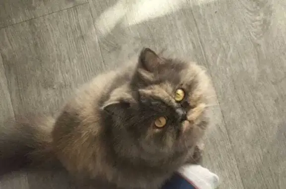 Lost Grey Persian Cat - Help Us Find Her!