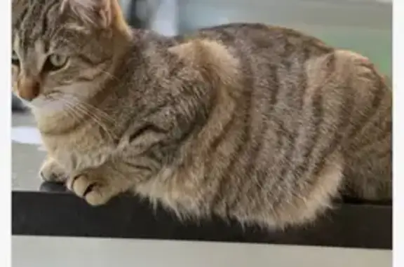 Animaux perdus Ceyrat, photo: Chat tigré perdu à Ceyrat