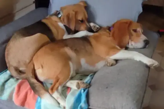 Chien perdu , photo : Disparition de 2 beagles à Saint-Castin