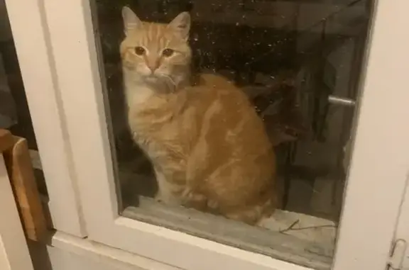 Chat tatoué affectueux trouvé à Dijon - photo