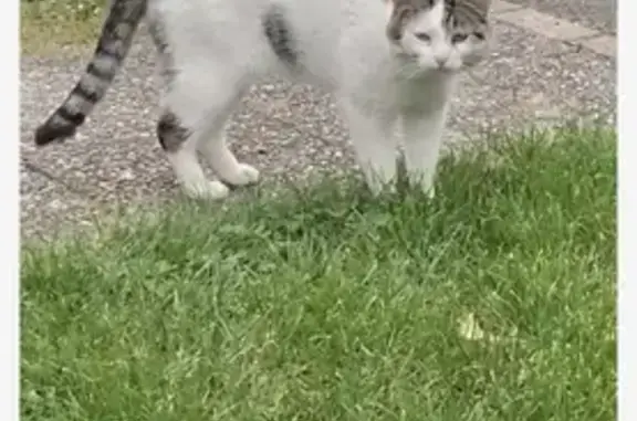 Chat blanc tacheté trouvé à Plappeville - photo