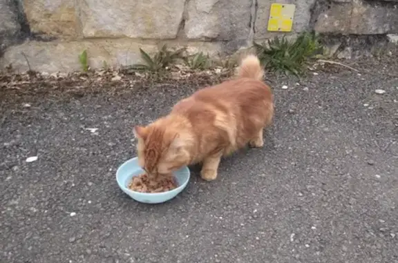 Animaux trouvés Mende, photo: Chatte affectueuse trouvée à Mende