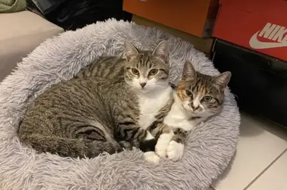 Chat perdu, Paris, photo: Chatte tigrée perdue à Paris