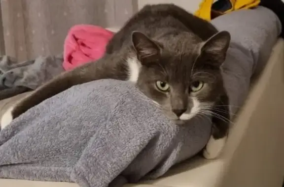 Animaux perdus , photo: Chat Pompon perdu près du vétérinaire