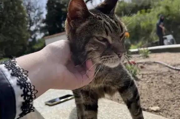 Chat affectueux trouvé à Calvi - photo