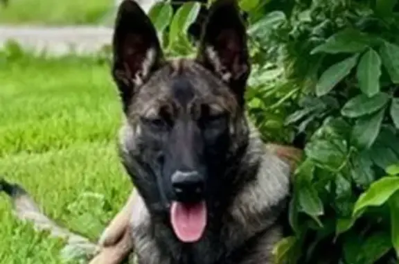 Chien perdu Daoulas, photo : Malinoise perdue à Daoulas - Pucée
