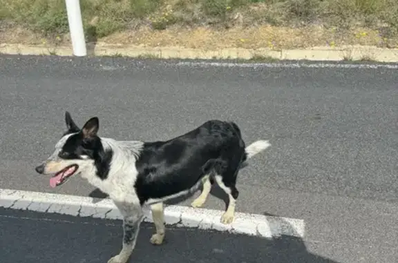 Border Collie retrouvé à Paziols - photo