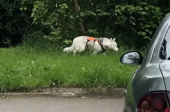 Husky blanc perdu à Rennes - photo