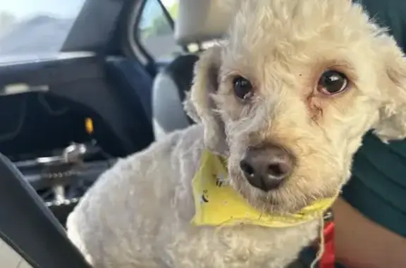 Found Male Poodle on 91st Ave, Glendale!