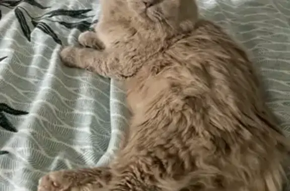 Chat British fauve perdu - Le Tampon - photo