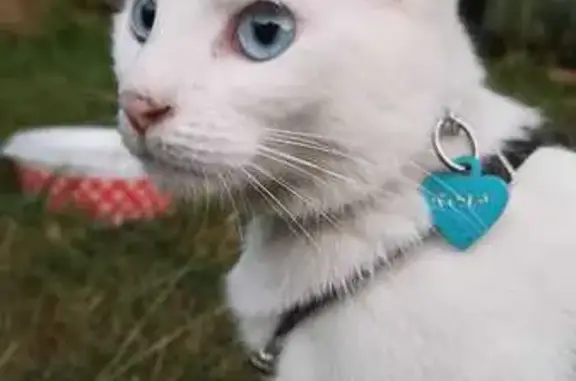 Animaux perdus Chambray-lès-Tours, photo: Chatte blanche sourde perdue