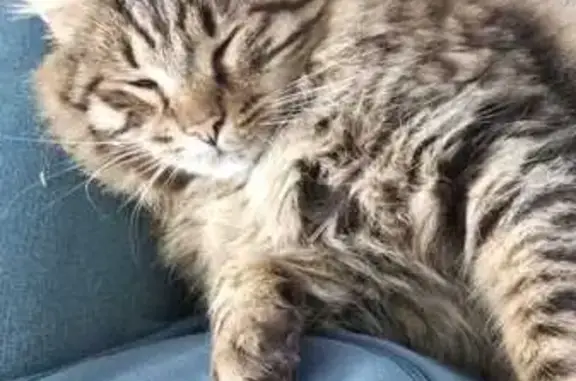 Chat perdu, , photo: Chat tigré perdu, 4 ans, La Roche