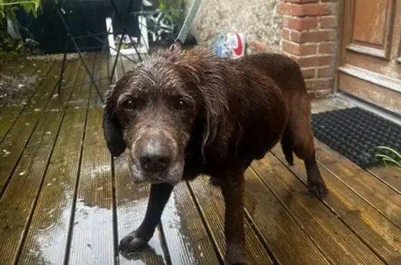 Labrador âgé pucé trouvé dans l'Aude - photo