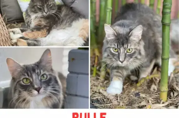 Chat perdu, Lorient, photo: Chatte norvégienne perdue à Lorient