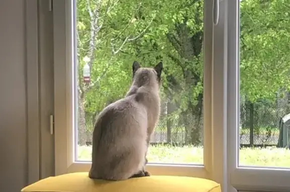 Chat perdu, , photo: Chat siamois perdu D941 Bromont