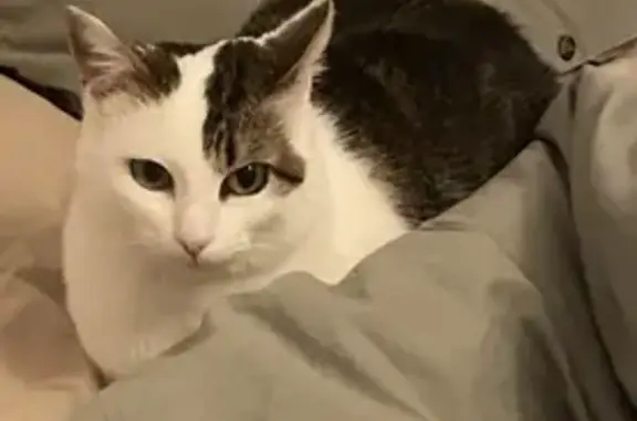 Chat perdu, Péaule, photo: Chatte Neige perdue à Péaule