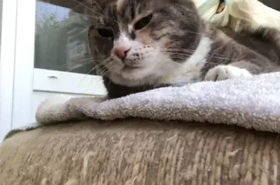 Chat perdu, Amiens, photo: Chat sourd et aveugle perdu