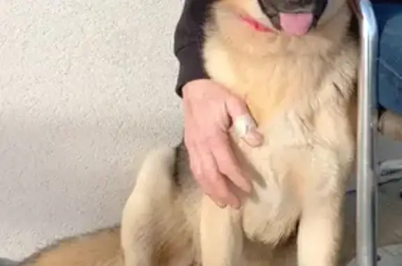 Chien perdu Domagné, photo : Chienne Uby perdue à Domagné