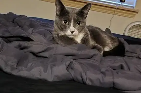 Lost Cat in Puyallup: Friendly Grey & White!