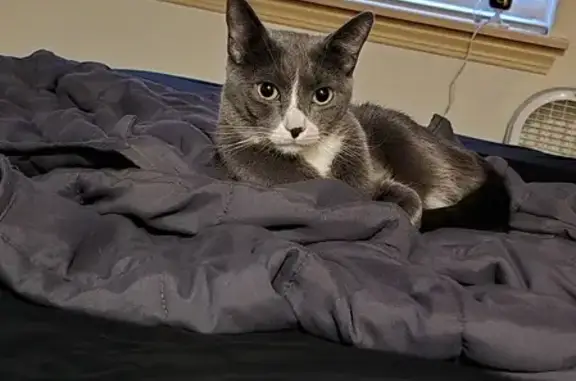 Missing cat , photo: Lost Cat in Puyallup: Friendly Grey & White!