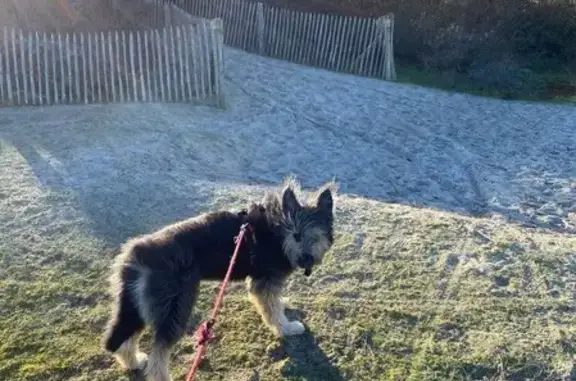 Chien perdu , photo : Chienne berger picard perdue