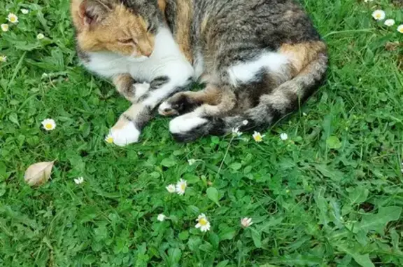 Chatte tricolore perdue à Tonneins - photo