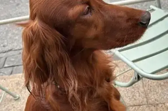 Chien perdu Cannes, photo : Chienne Setter perdue à Cannes