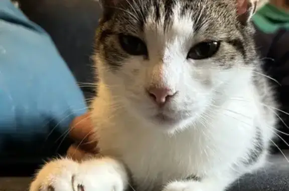 Chaton blanc/marron trouvé - photo