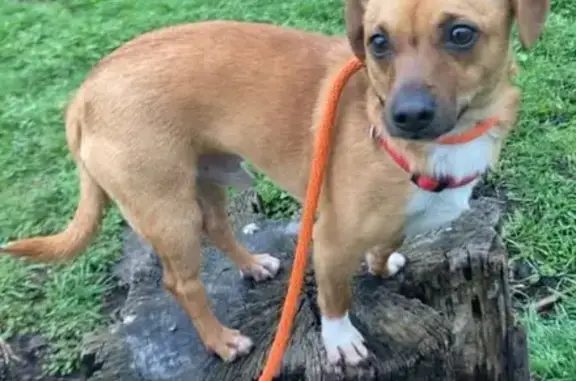 Lost Chiweenie in Syracuse: Do Not Chase!