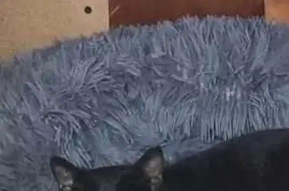 Chatte noire enceinte secourue - photo