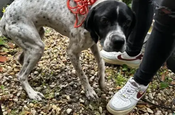 Pointer femelle maigre trouvée - photo