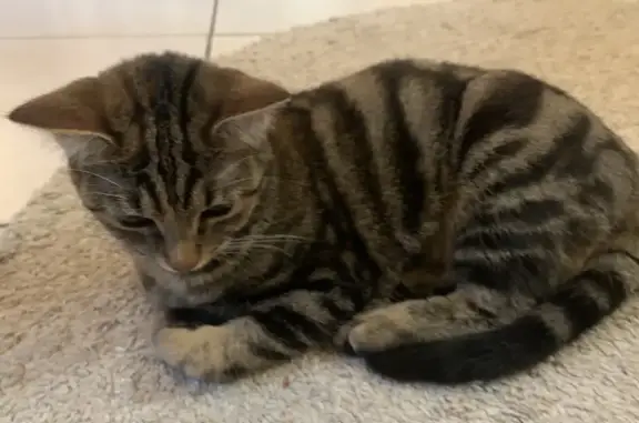 Chat perdu, , photo: Avis de recherche: Evolie, chat tabby