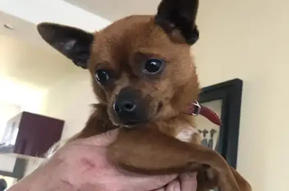 Chihuahua fauve perdu à Ifs - photo