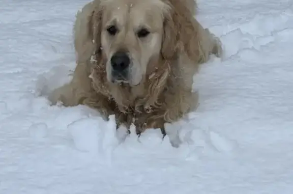 Chien perdu , photo : Golden Retriever Perdu - 43kg, Pucé