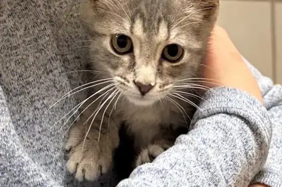 Lost Kitten in Chicago: Help Find Rosie!