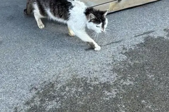 Chat maigre trouvé à Verquigneul - photo