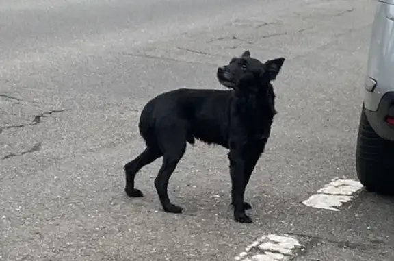 Chien noir perdu à Brest - photo