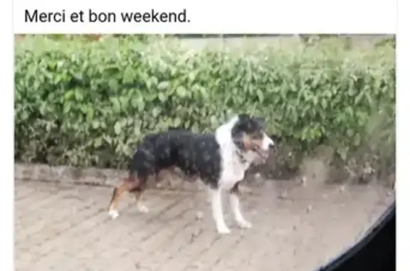 Chien craintif trouvé à Guipavas - photo