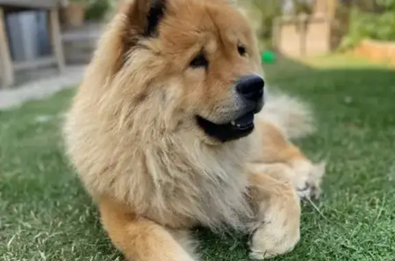 Chien chow chow perdu à Aytré - photo
