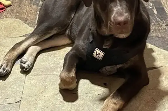 Lost Puppy in Mesa: Droog Needs Medication!