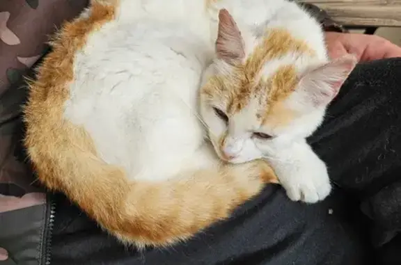 Chaton câlin trouvé à Landrais - photo