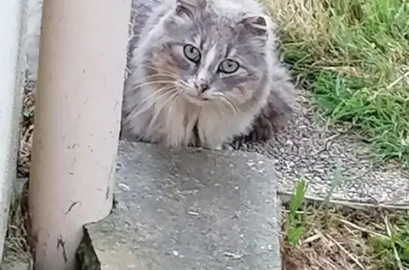 Chat gris perdu, oreille cassée - photo