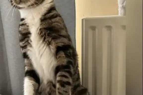 Lost Tabby Cat - Stockwell Park Rd #99 - Help!