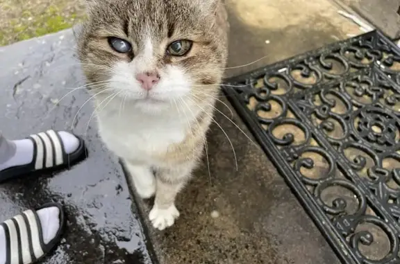 Chat blanc tigré âgé trouvé - photo