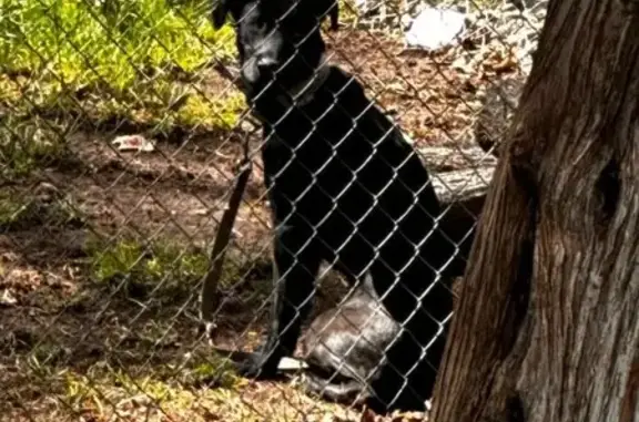 Lost Black Lab Puppy in West Des Moines!