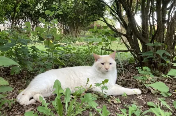 Lost Large Cream Cat, Blue Eyes - Montvale