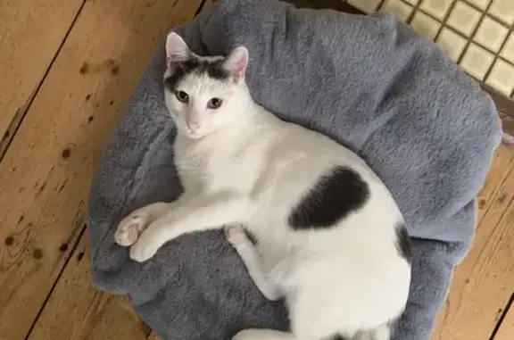Lost White & Grey Cat in Merri-bek - Help!